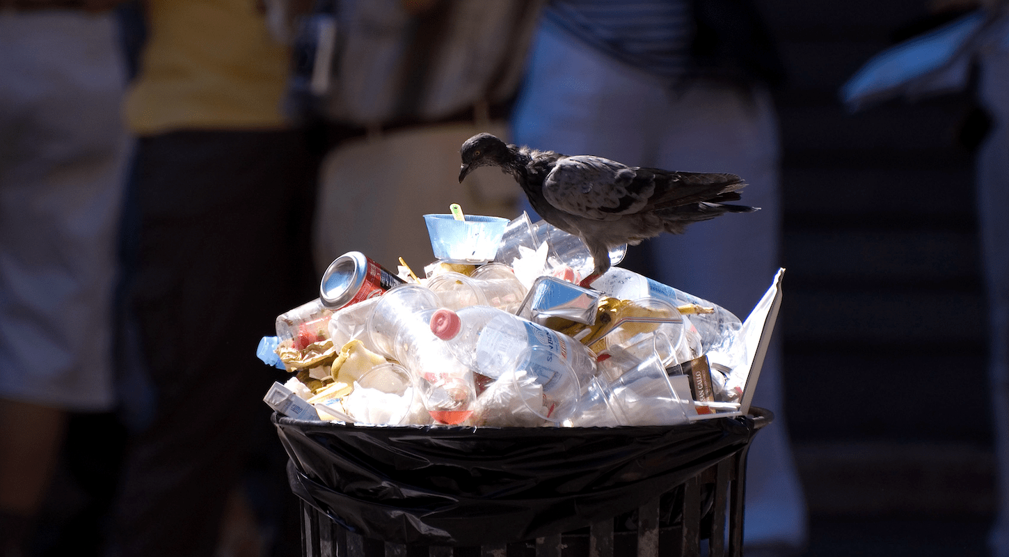 A pigeon selects from the culinary delights in an overflowing garbage can