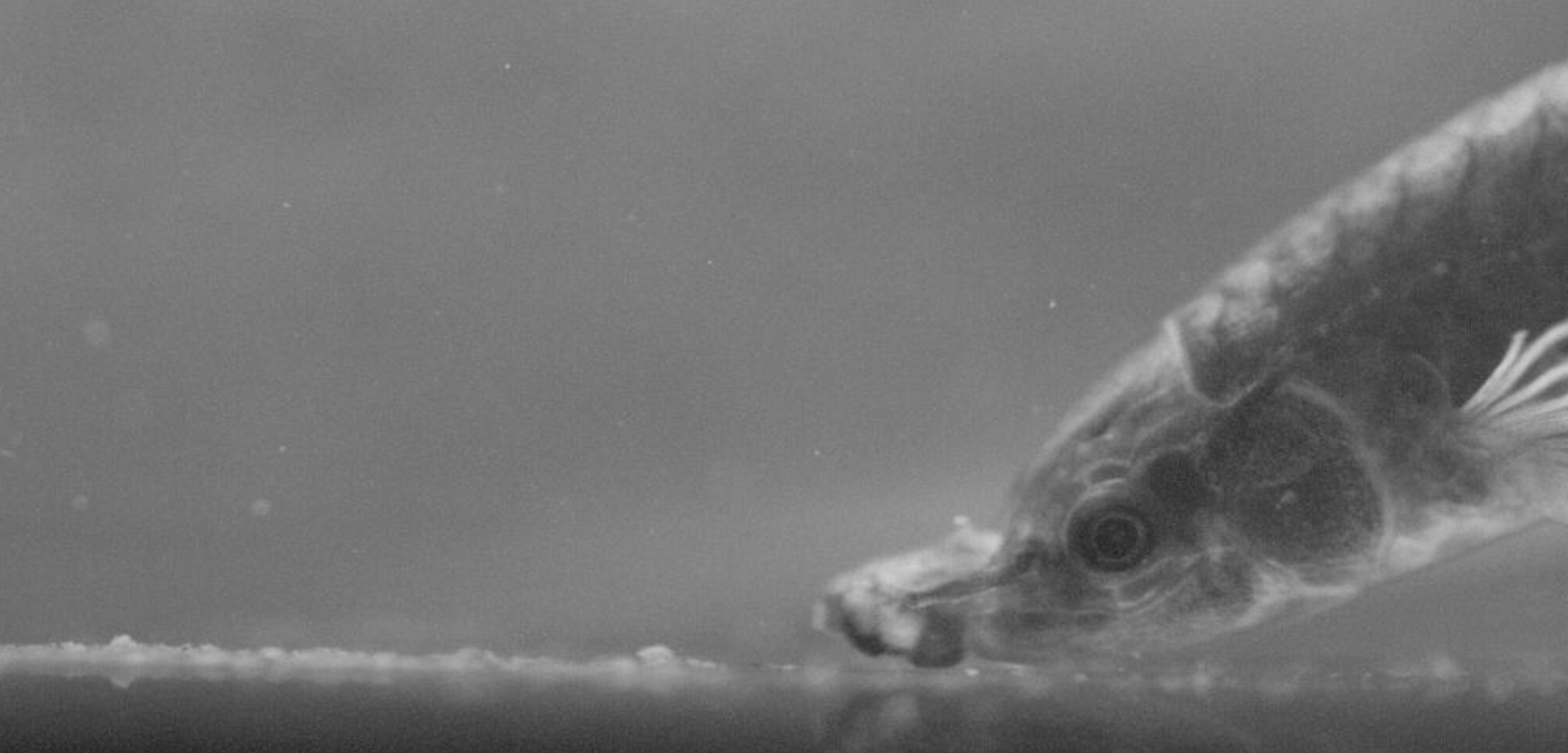 A screenshot of a hingemouth feeding