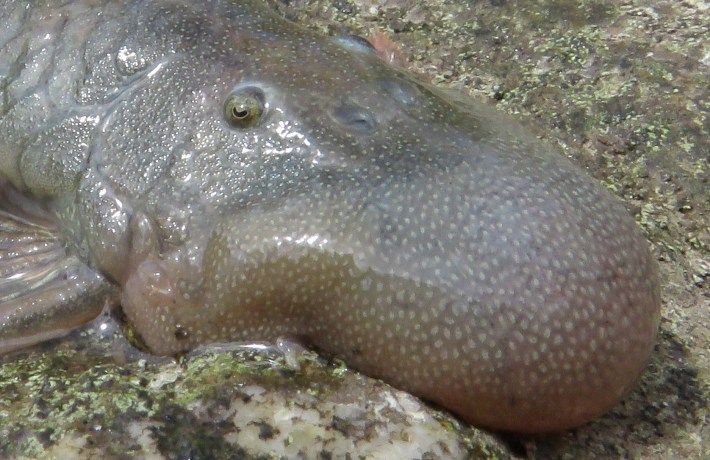An even more slightly zoomed-in photo of a brown armored catfish that has been named the blob-headed catfish for its extremely sizable blob-shaped face/schnoz region