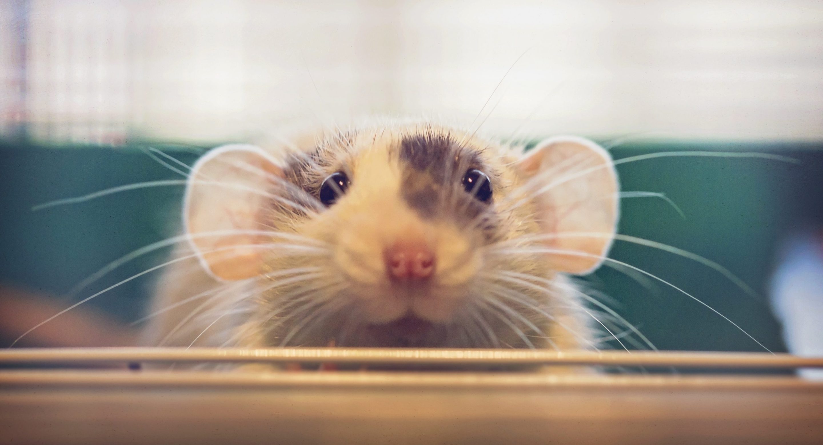 A rat stares at you, cutely.