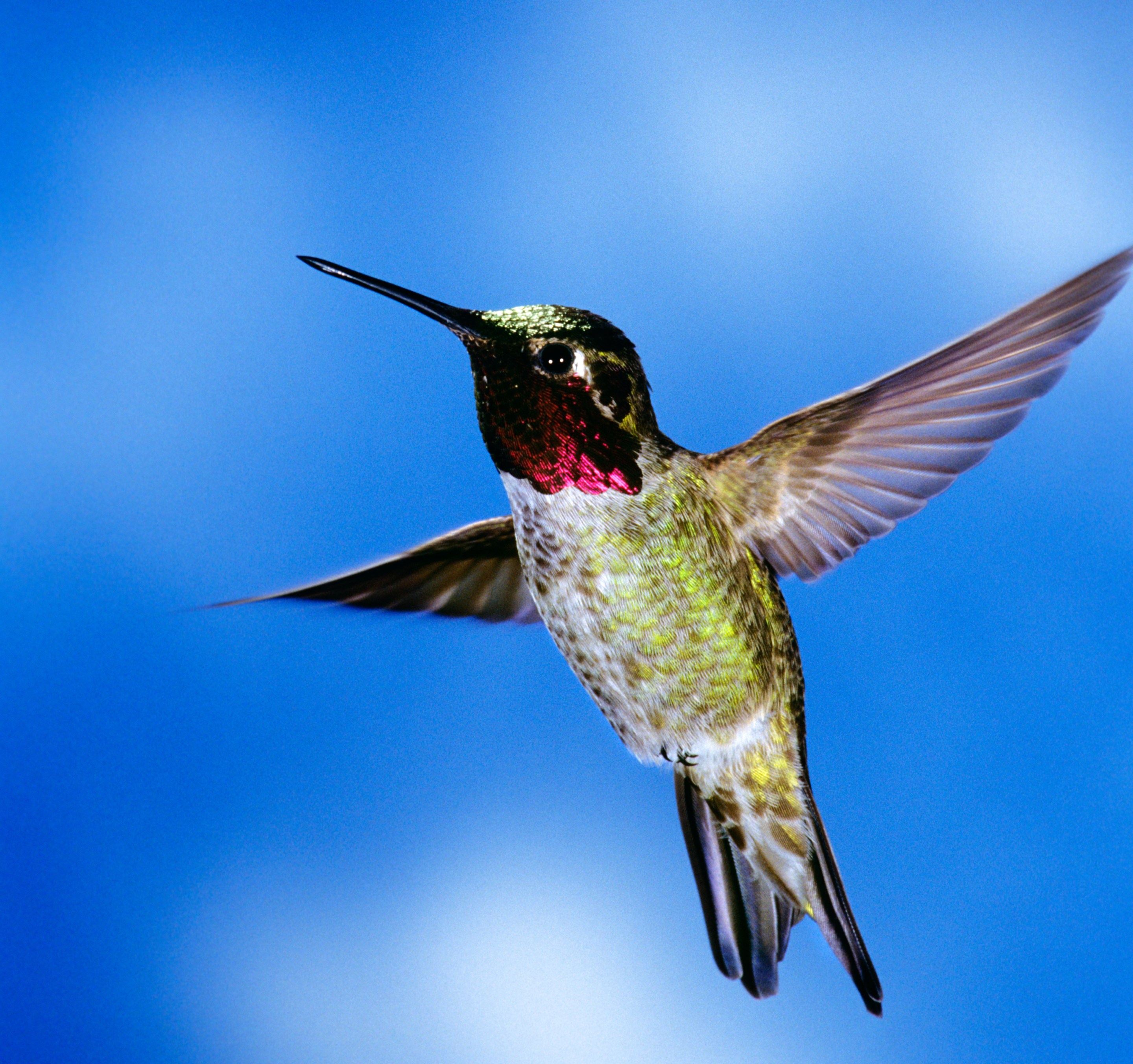 1990s Single Male Anna Hummingbird Calypte Anna Western USA And Canada (Photo by T. Ulrich/Classicstock/Getty Images)
